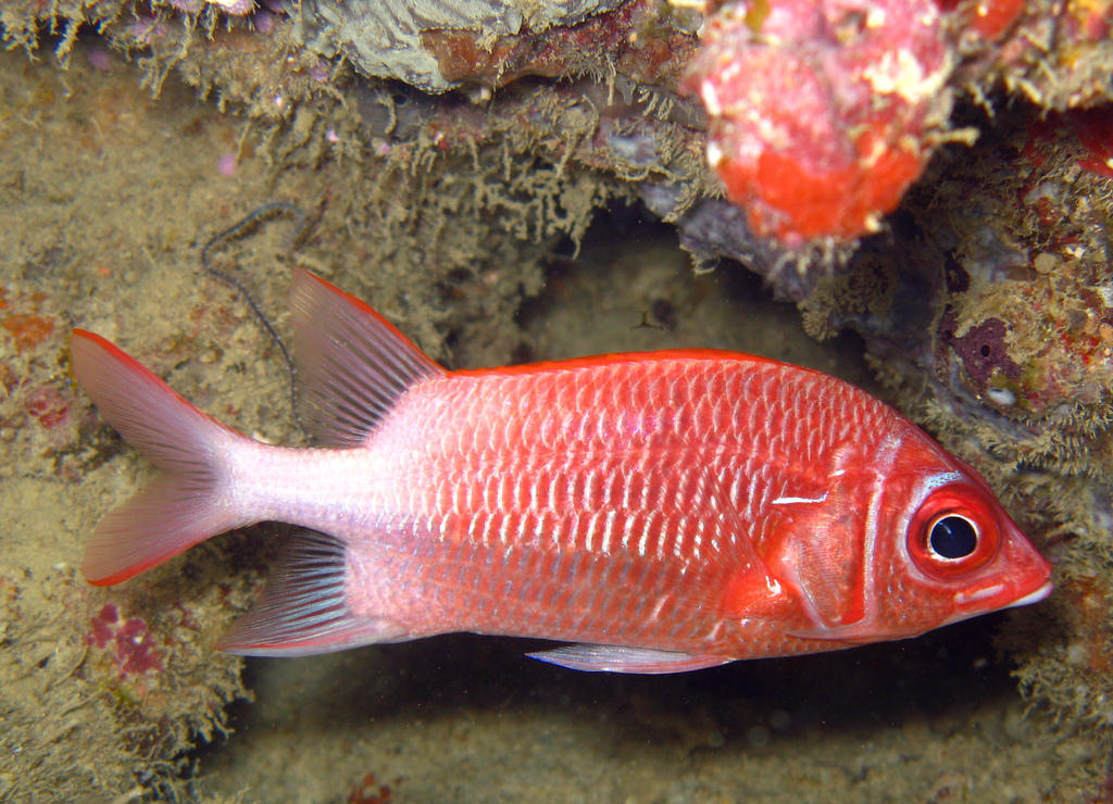 Sargocentron caudimaculatum